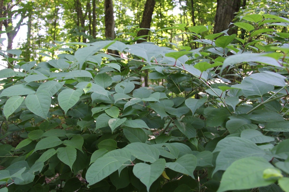 Japanese Knotweed growing along a forest edge in Algonquin Provincial Park.