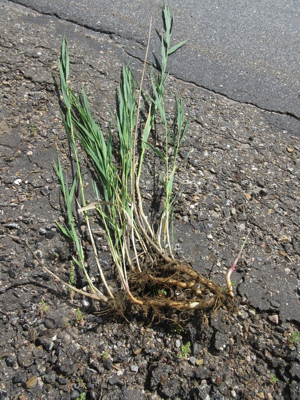 Phragmites removed from Hwy 60 in Algonquin Provincial Park showing extensive root growth connecting above ground vegetation.  Photo: Alison Lake