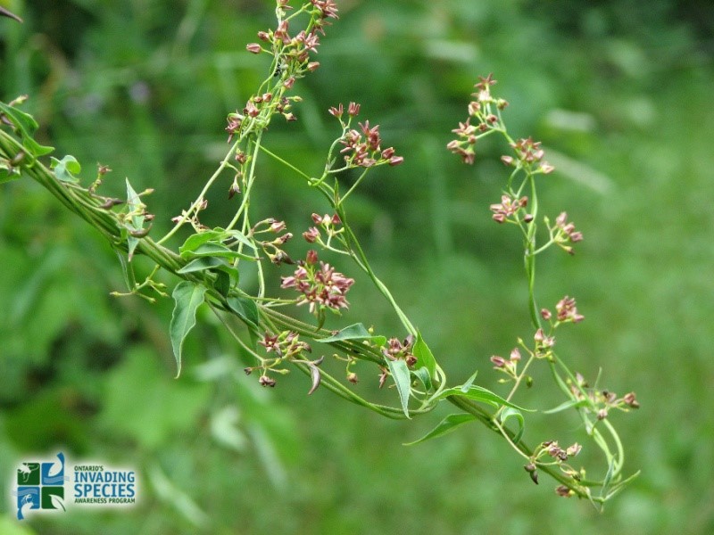 Dog-strangling Vine, showing pink star-shaped flowers and the twining character of the stems. Source: Ontario’s Invading Species Awareness Program, Photo: Ken Towle
