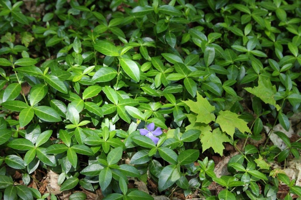 Periwinkle showing opposite leaf arrangement, dark shiny leaves and violet purple flower. Photo: Sandy Dobbyn