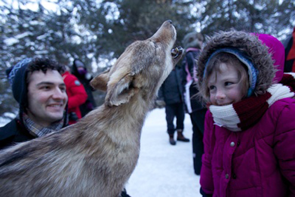 people looking at a wolf in winter