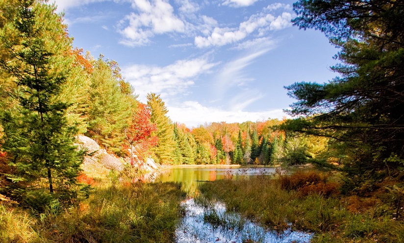 feuilles d’automne sur un lac bleu