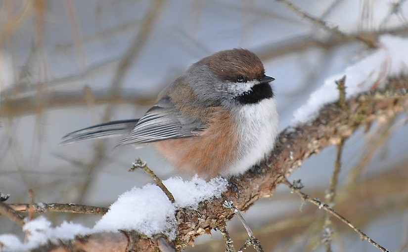 Observer les oiseaux en hiver – un défi