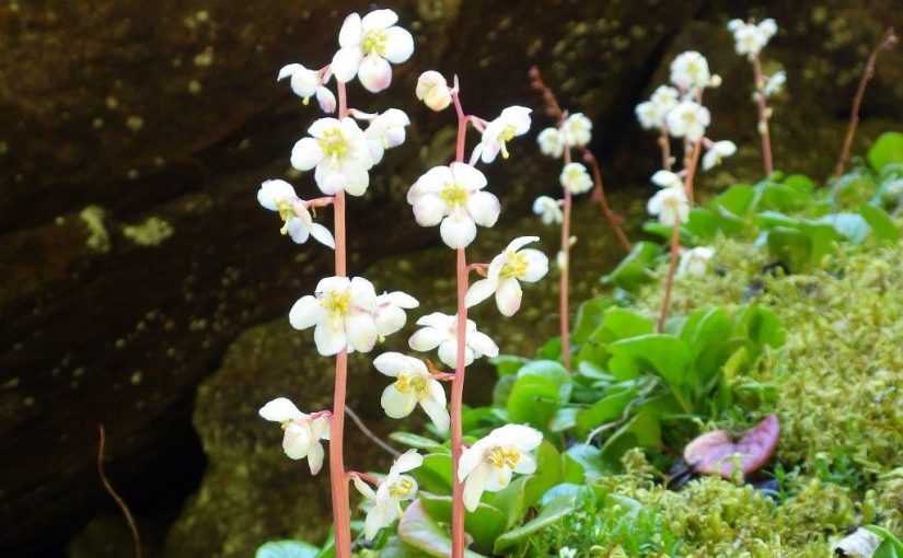 Une flore à découvrir : les plantes arctiques-alpines à répartition discontinue sur les rives du lac Supérieur