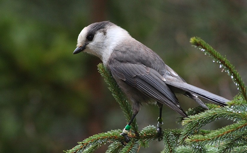 La forêt boréale, le royaume des oiseaux chanteurs de l’Ontario