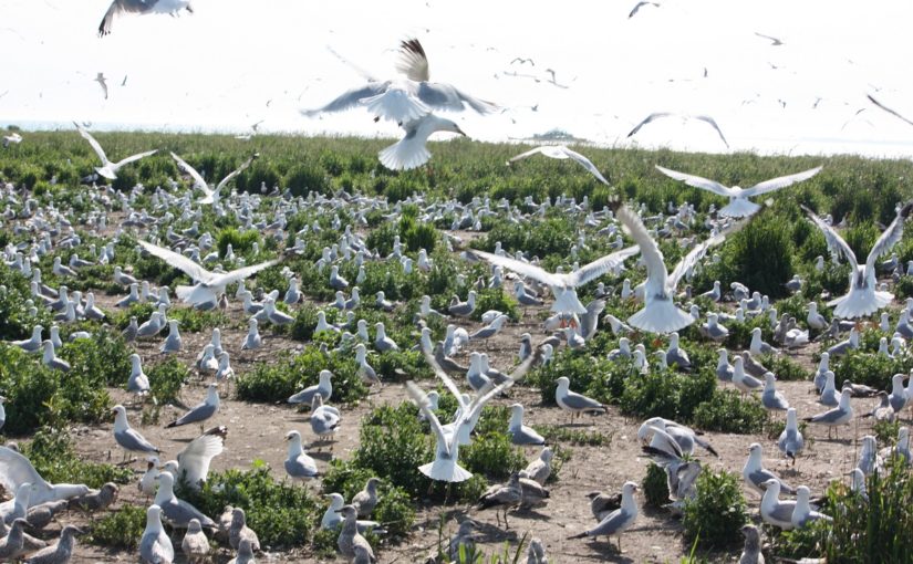 Des centaines de goélands en vol et debout sur un sol de terre recouvert de chardon et d’herbe en arrière-plan