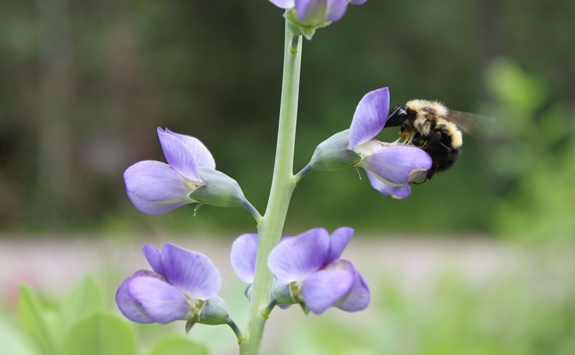 Combien d’espèces d’abeilles y a-t-il en Ontario?