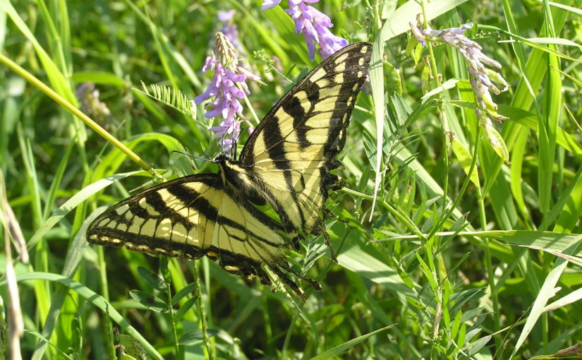 Les impressionnants papillons tigrés du parc provincial Charleston Lake
