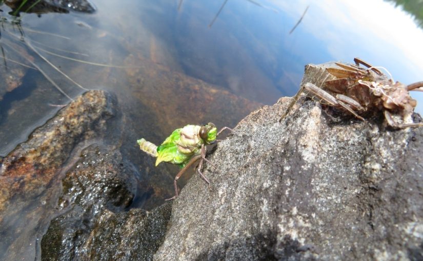 Insecte vert escaladant un rocher au bord d’un lac.