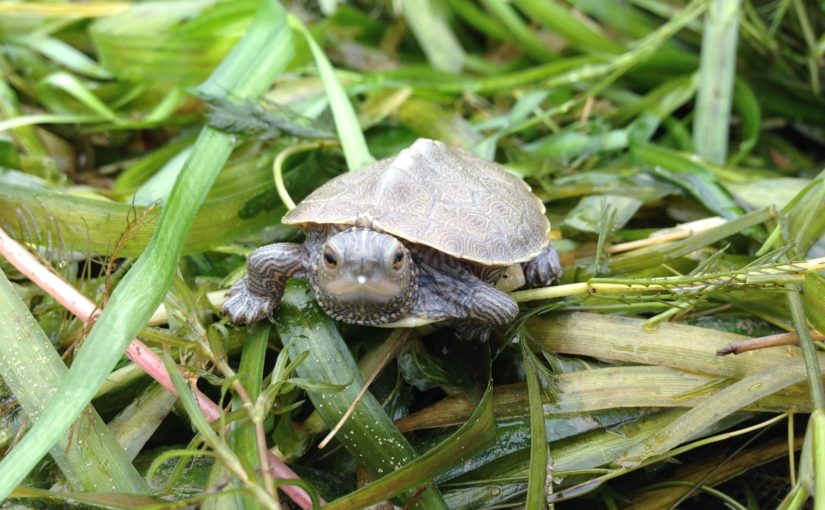 Une tortue minuscule dans l’herbe regardant vers le haut