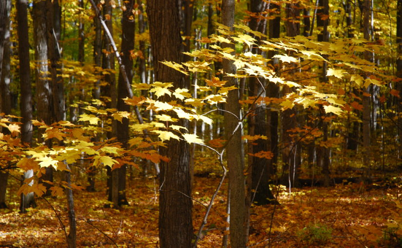 Une forêt à l’automne