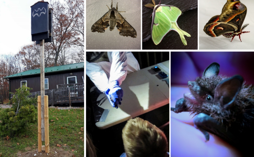 Collage de chauve-souris et de papillons nocturnes du parc Killarney