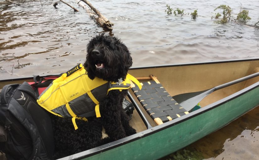 Un chien noir dans un canot