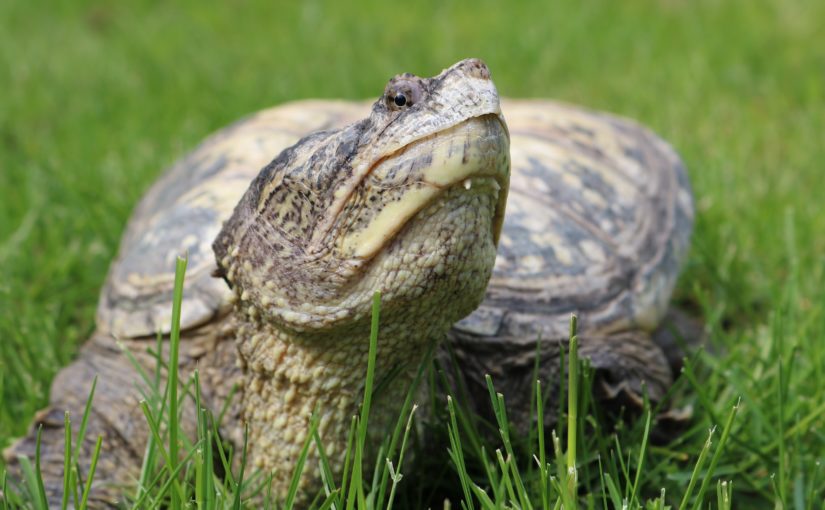 Coup de foudre pour la tortue serpentine : s’occuper de Spike au parc provincial Emily