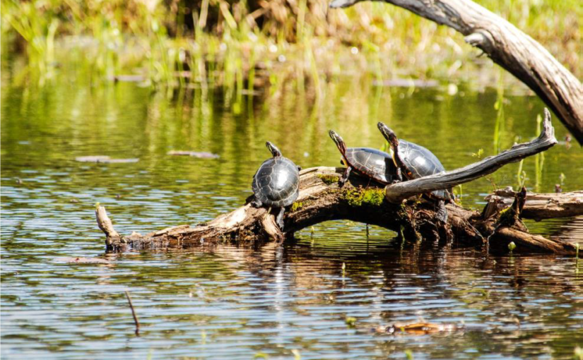 Trois tortues peintes de l’Est se prélassant au soleil sur un rondin au parc provincial Grundy Lake