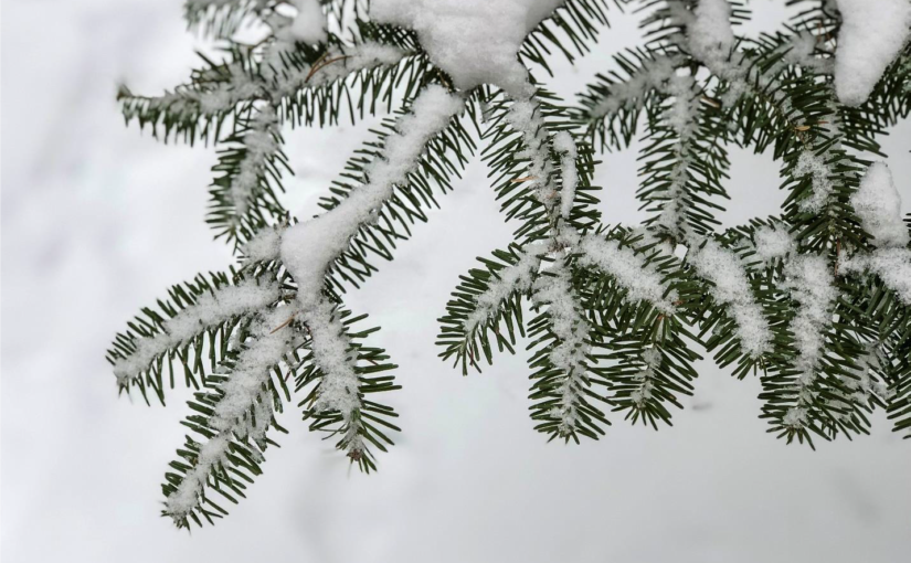 Que font les arbres en hiver?