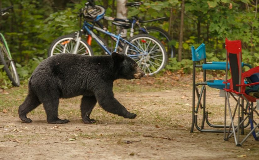 4 conseils pour un emplacement de camping sans ours