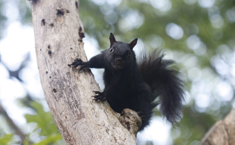 Un petit rongeur aux oreilles hérissées et à la queue ébouriffée est penché sur sa gauche. L’écureuil s’accroche à une branche d’arbre mort et fixe directement l’appareil photo.