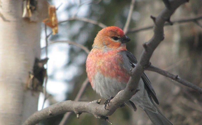 Oiseau rouge sur une branche