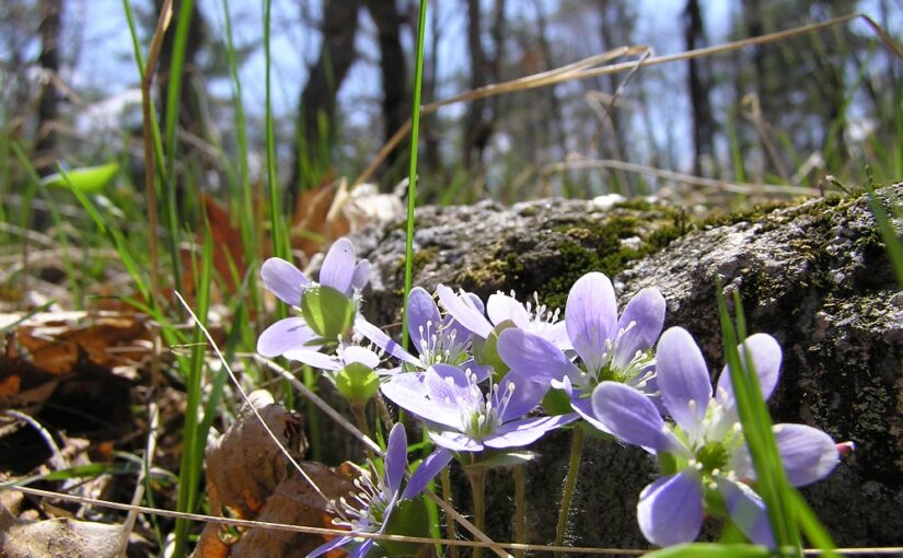 5 fleurs sauvages de l’Ontario à admirer ce printemps