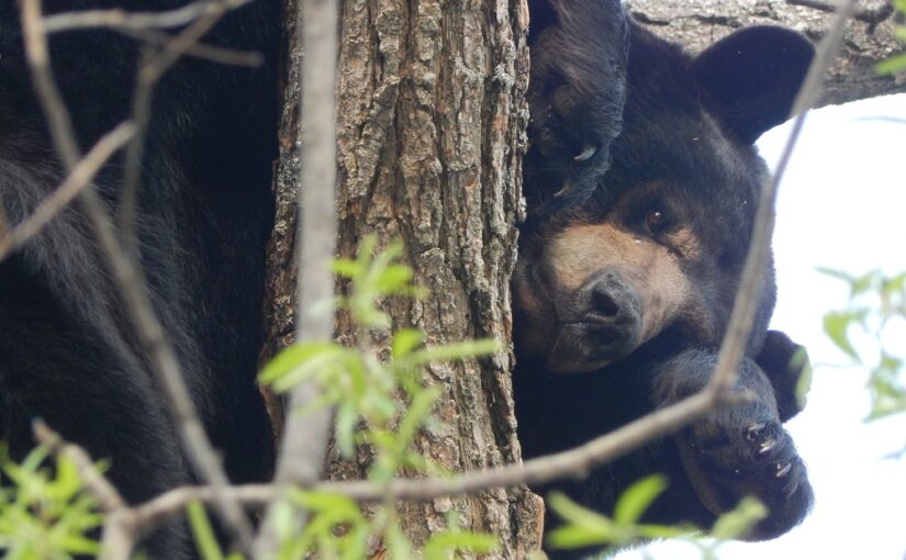 Ours noir dans un arbre