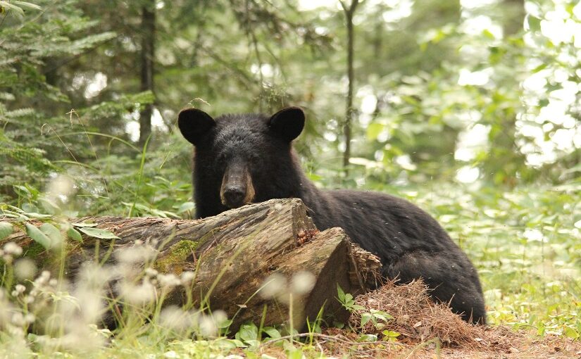 C’est le mois de juin – que font les ours noirs?