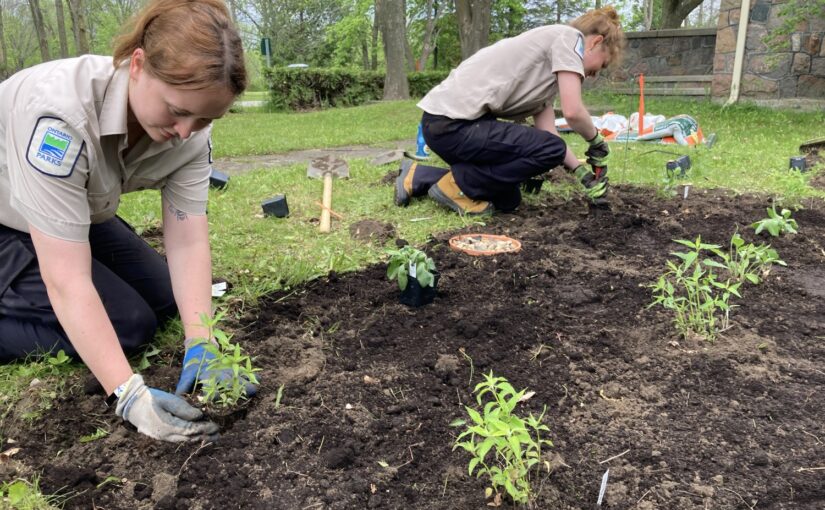 Deux employées de Parcs Ontario accroupies à côté d'une nouvelle parcelle de jardin où elles plantent de nouveaux semis.