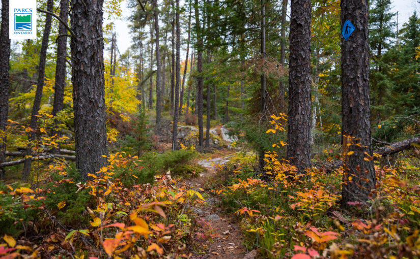 trail through forest with fall colours