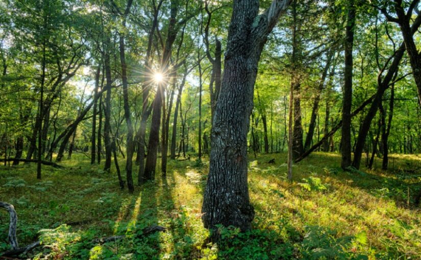 La lumière du soleil brille entre les arbres d’une forêt