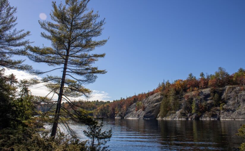 Un pin rigide situé sur l'épaulement d'une île, au bord d'un lac, en face d'une paroi rocheuse couverte d'arbres.