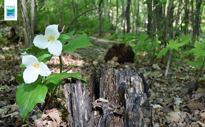Trilles blancs en fleur dans une forêt