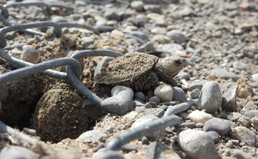 Offrir un lieu sûr pour la nidification des tortues au parc provincial Samuel de Champlain