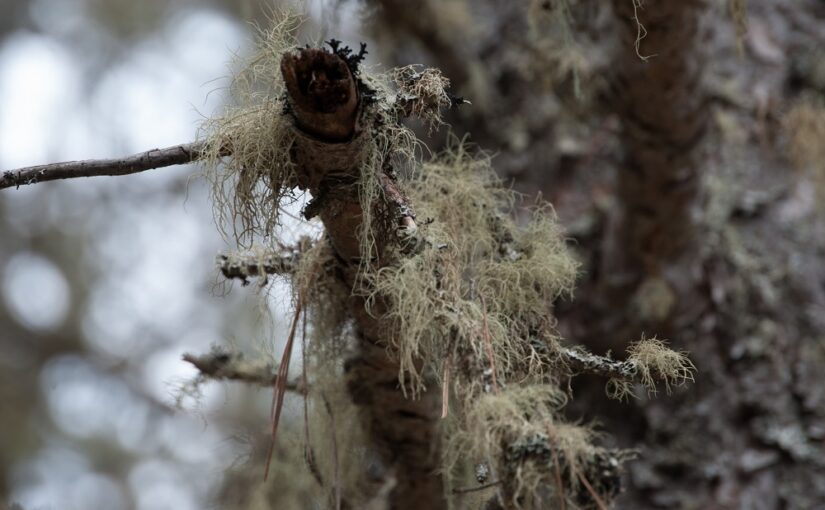 Le lichen tue-t-il ces arbres?