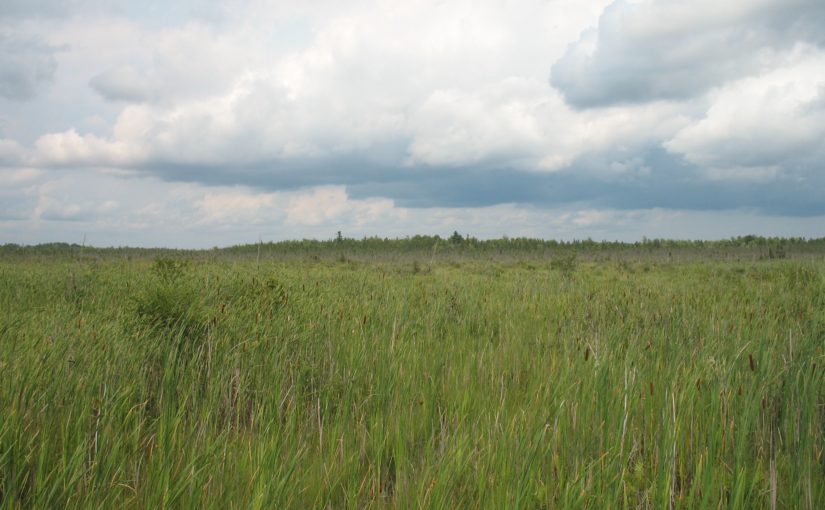 view of wetland from roadside
