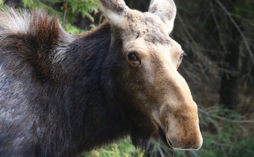 A closeup of a moose.