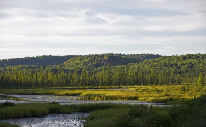 Planning a visit to Algonquin this year?