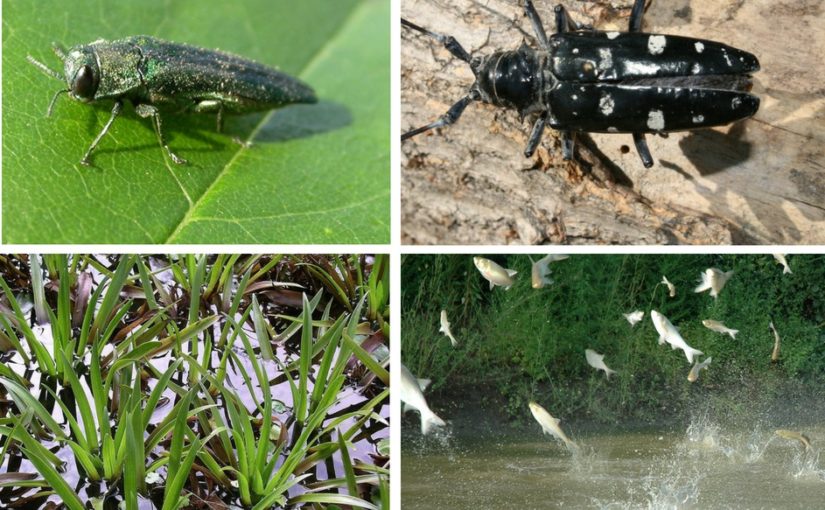collage of invasive species