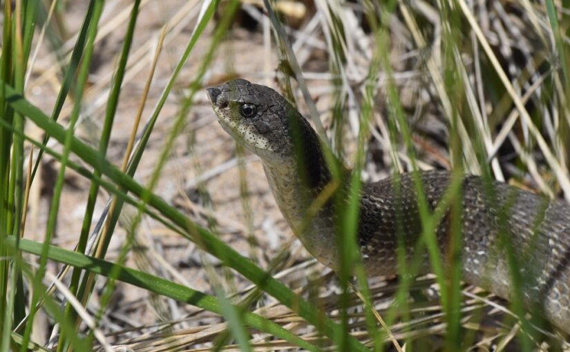 (Don’t fear) The Eastern Hog-nosed Snake