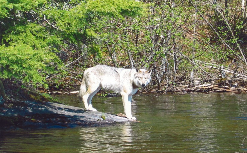 white wolf on river edge