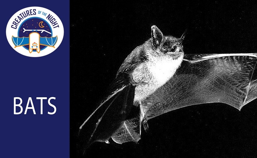 Creatures of the Night: Bats