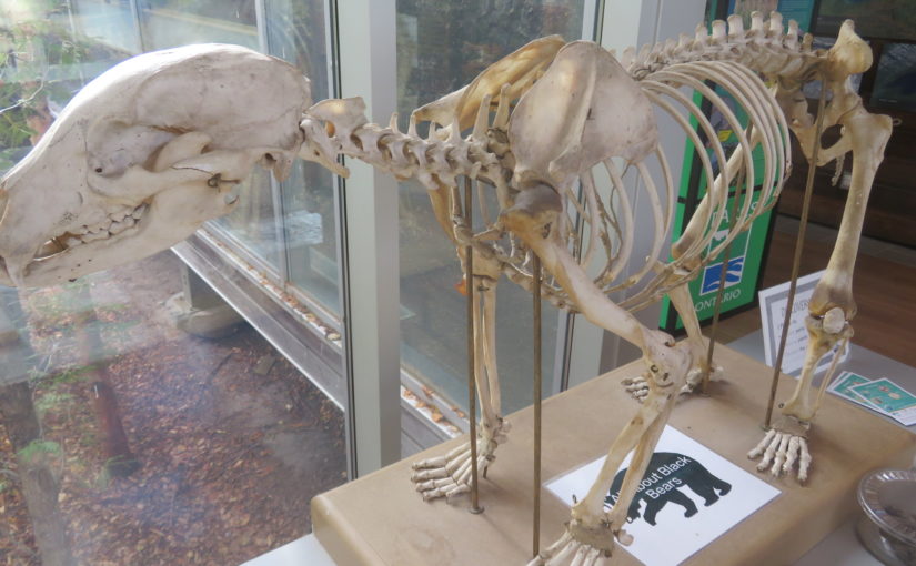 bear skeleton under museum glass