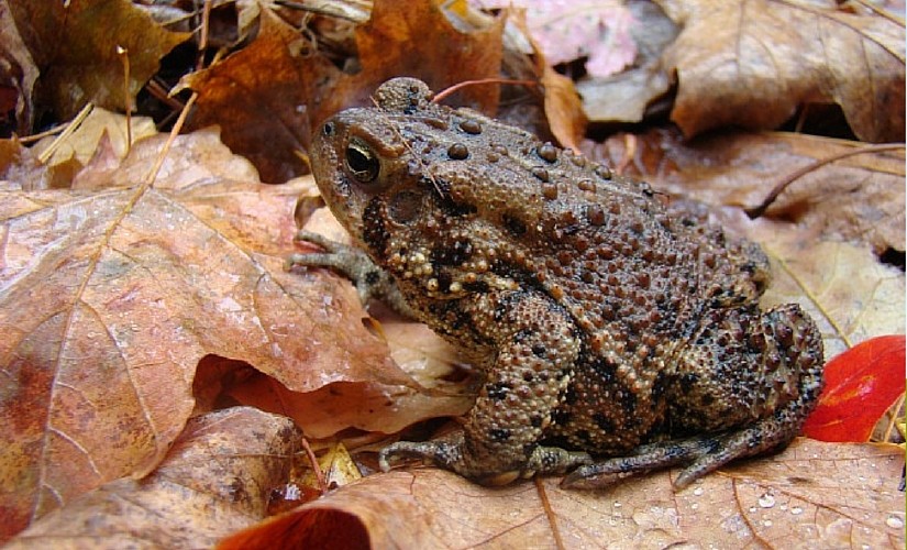How Long Can Toads Go Without Food?