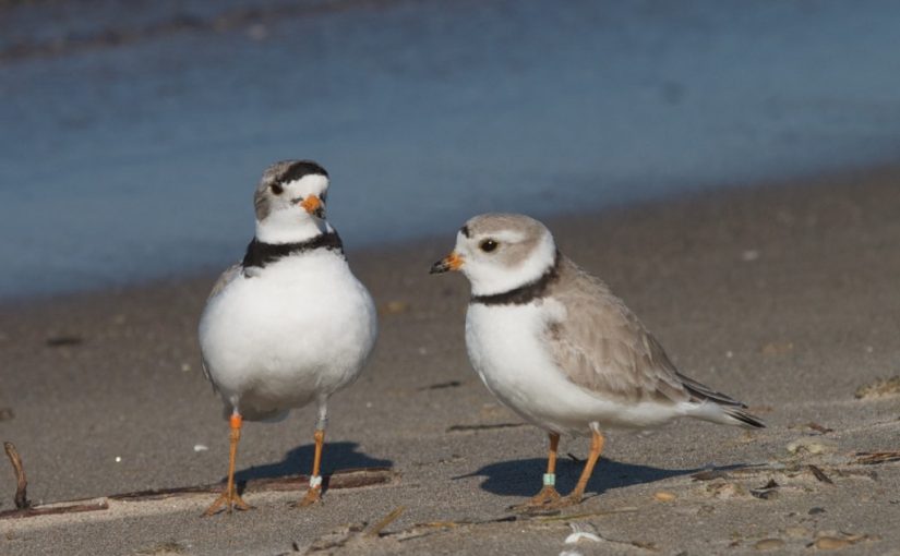 MacGregor Point - Piping Plovers