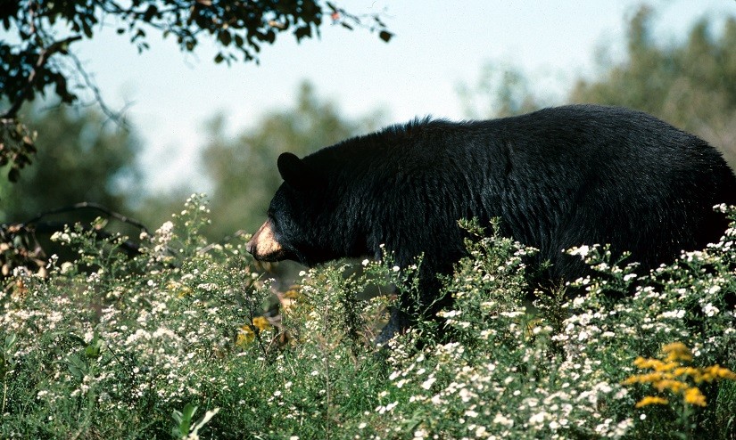 Black bears hibernation