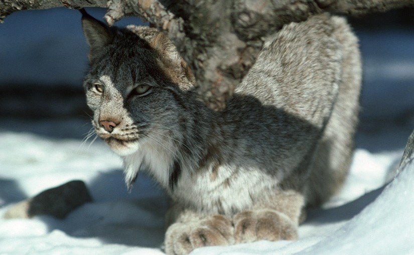 Winter royalty: the Canadian Lynx