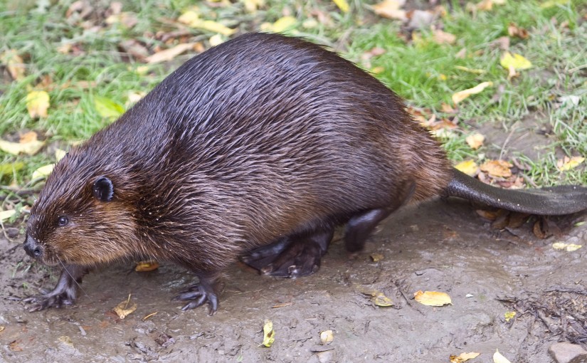 The beaver: architect of biodiversity | Ontario Parks