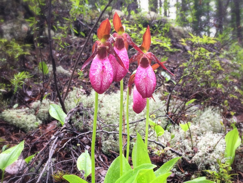 Orchids of the north: the life of the Pink Lady's Slipper