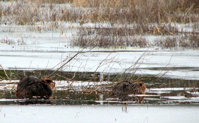 Spring beaver