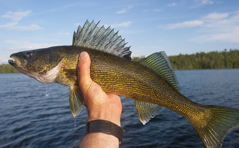 Reflections on 28 seasons of fishing in Ontario Parks