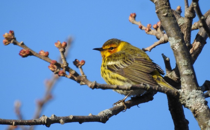 IBAs of Ontario Parks: spring migration on Lake Erie